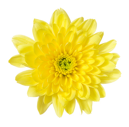 Yellow flower on white background