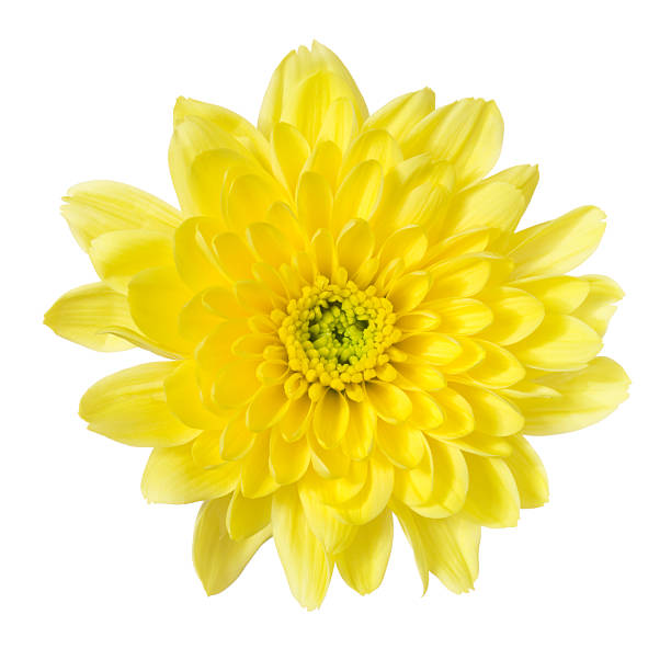 Chrysanthemum Yellow flower on white background chrysanthemum photos stock pictures, royalty-free photos & images