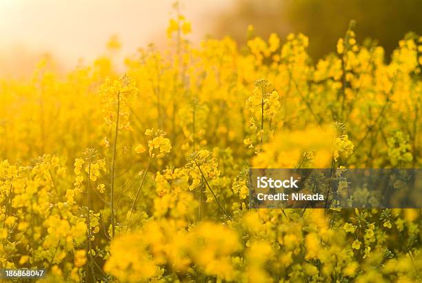 Florecer Colza Foto de stock y más banco de imágenes de Agricultura - Agricultura, Amarillo - Color, Azul