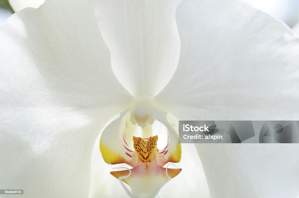 Orquídea branca - Foto de stock de Branco royalty-free