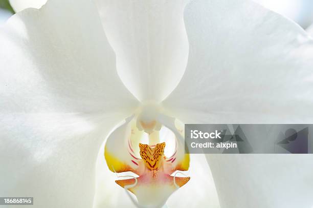 Foto de Orquídea Branca e mais fotos de stock de Branco - Branco, Canteiro de Flores, Flor
