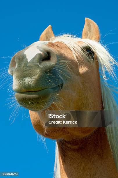 Lustige Porträt Eines Hagafellsjokull Glacier Horse Stockfoto und mehr Bilder von Blau