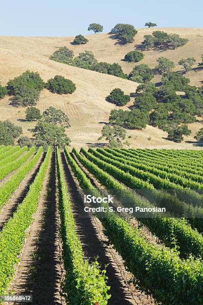 ブドウ園の景色 - サンタイネスのストックフォトや画像を多数ご用意 - サンタイネス, カリフォルニア州, カリフォルニア州ロスオリボス