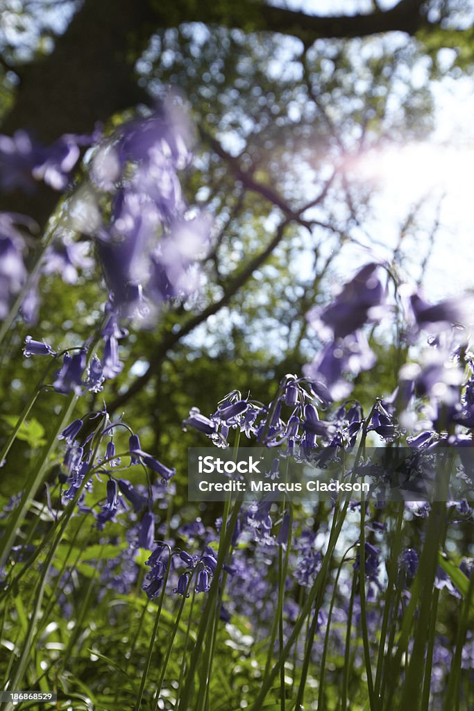 Bluebells au soleil - Photo de Abstrait libre de droits