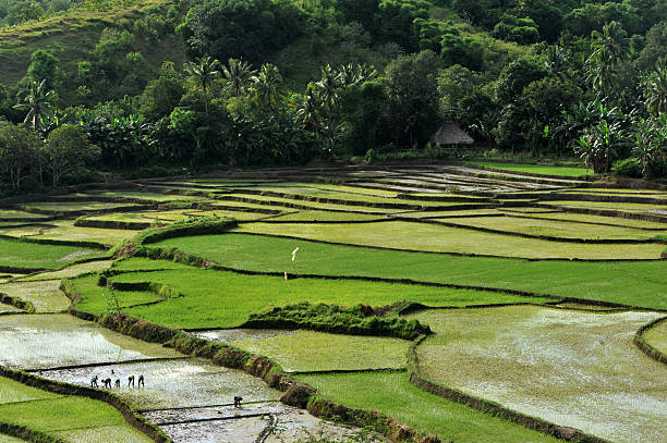 Arroz paddies - foto de stock