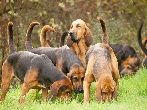 A Blood hound with its nose in the air whilst 3 other have a sniff