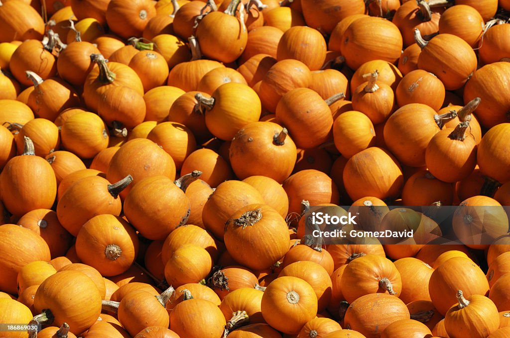 Small Decorative Pumpkins Piled on Hay Bales "Pile of freshly harvested small decorative pumpkins piled on hay bales, for purchase on a rural pumpkin farm.Taken in Santa Cruz, California, USA.Please view related images below or click on the banner lightbox links to view additional images, from related categories." Agriculture Stock Photo