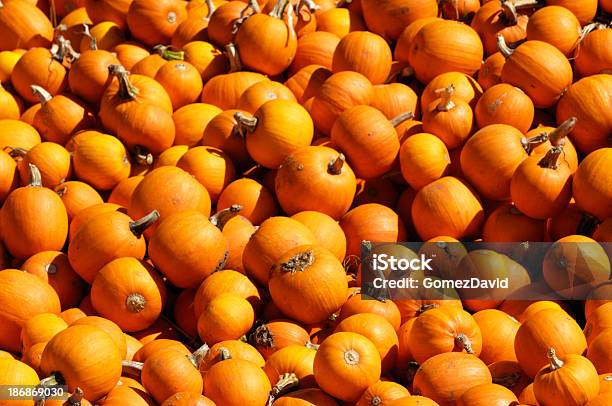 Small Decorative Pumpkins Piled On Hay Bales Stock Photo - Download Image Now - Agriculture, Autumn, California