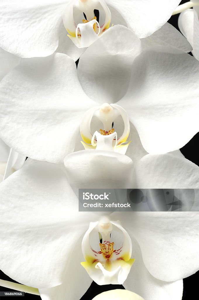 Orchidea close-up di tiro - Foto stock royalty-free di Bellezza naturale