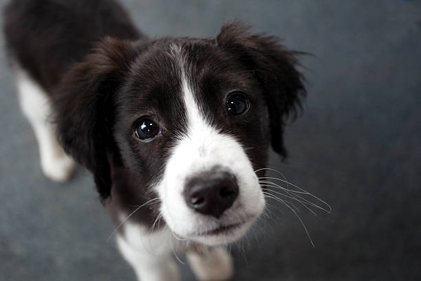 Sad puppy face "A puppy gives you the sad eyes, shallow DOF." border collie puppies stock pictures, royalty-free photos & images