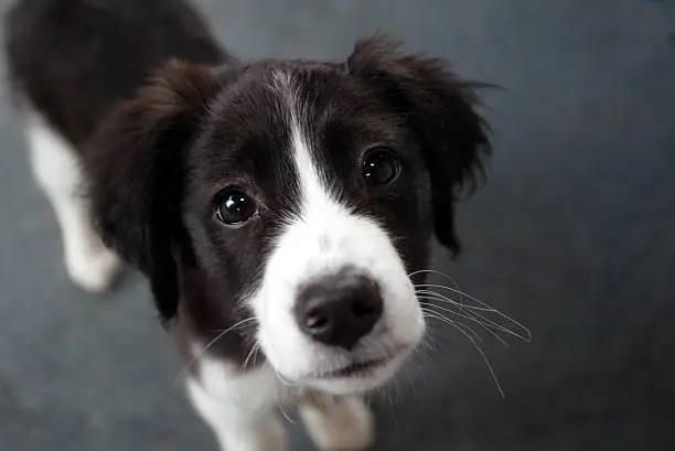 Photo of Sad puppy face