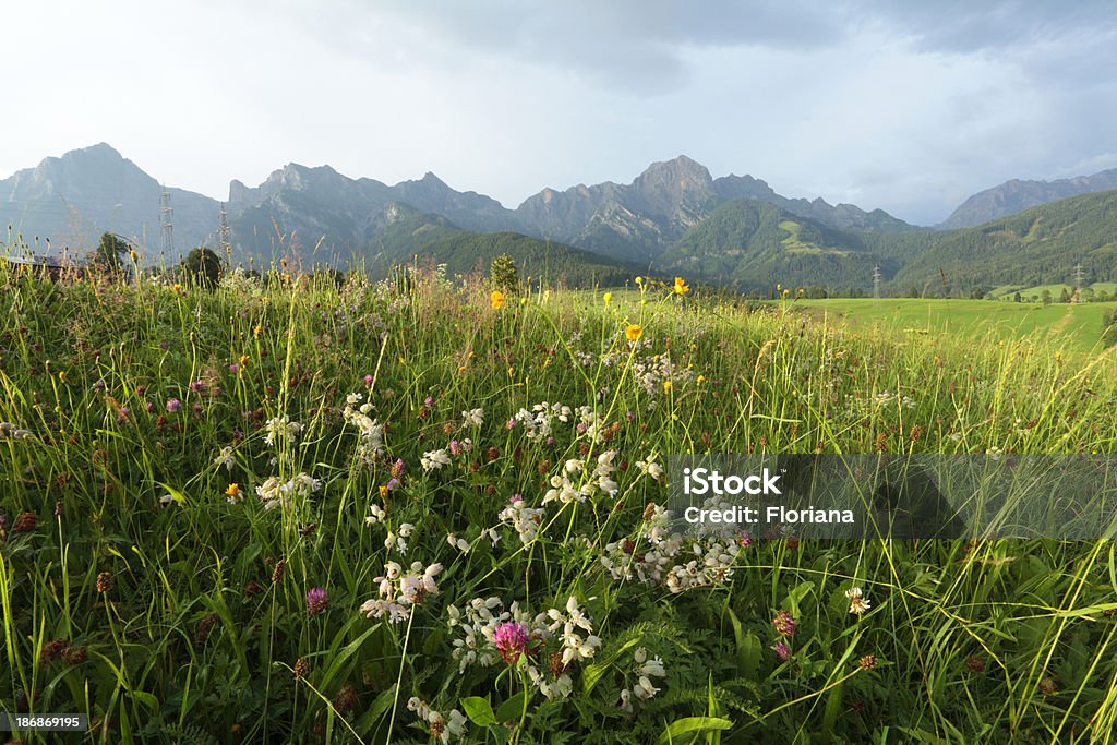 Meadow - Photo de Alpes européennes libre de droits