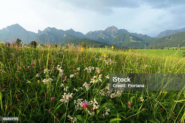 Photo libre de droit de Meadow banque d'images et plus d'images libres de droit de Alpes européennes - Alpes européennes, Arbre en fleurs, Autriche