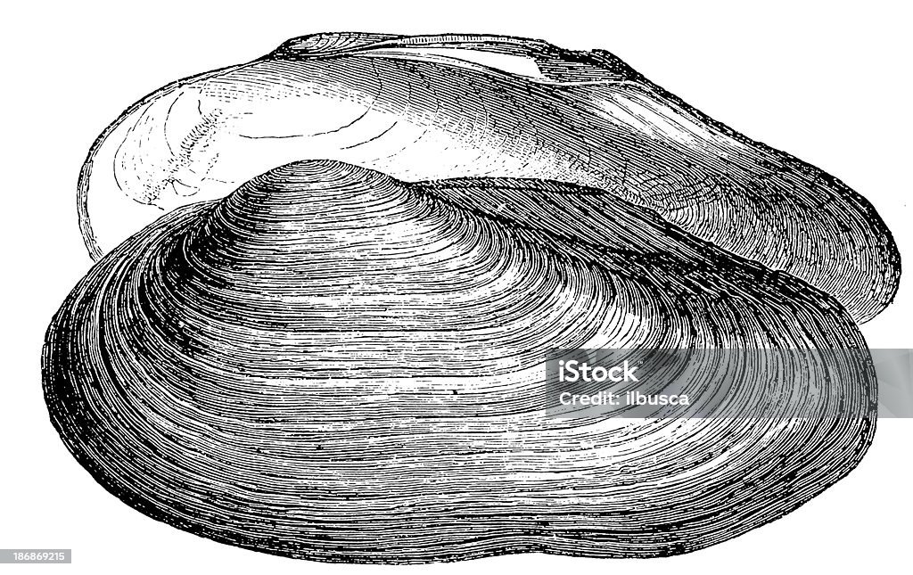 Swan mejillón (Anodonta Cygnea - Ilustración de stock de Animal libre de derechos
