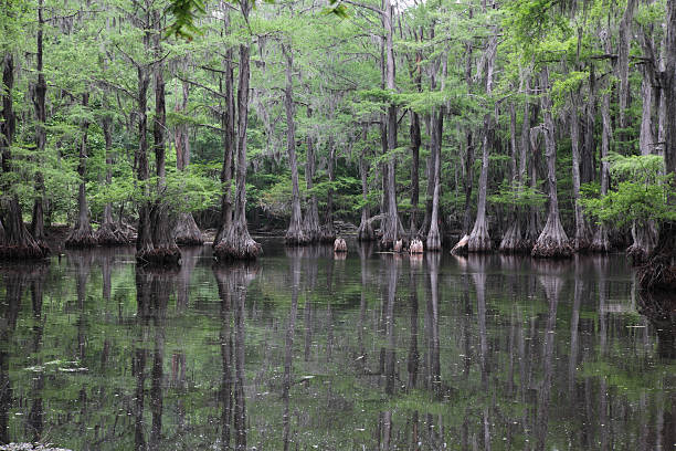 istock Louisiana Cypress Swamp 186869297