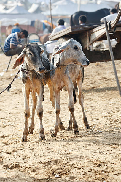 Two calves tied together at the Pushkar Camel Fair