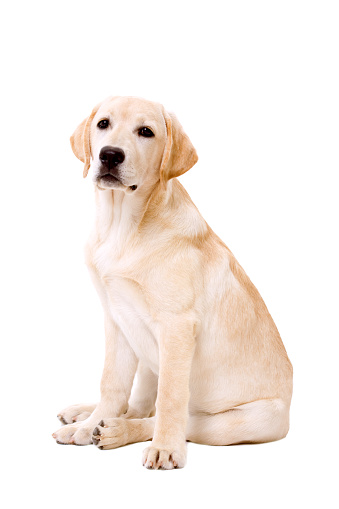 yellow labrador retriever sitting and looking at camera, isolated on white background