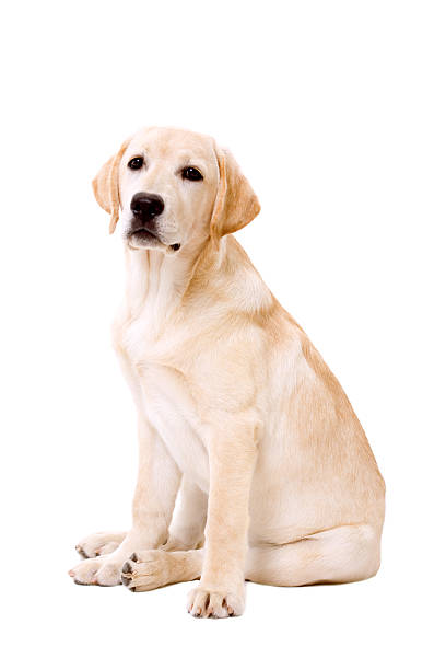Labrador dog sitting on white background yellow labrador retriever sitting and looking at camera, isolated on white background labrador retriever stock pictures, royalty-free photos & images