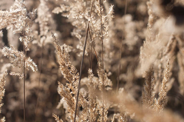 Detalle de wild hierba en la naturaleza salvaje - foto de stock