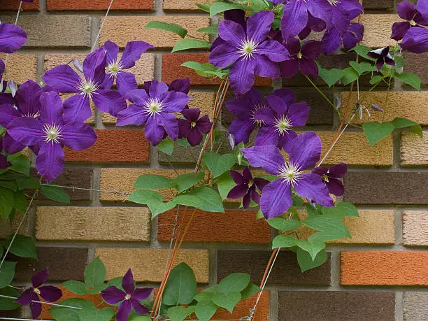 A climbing vine with flowers against a brick wall.