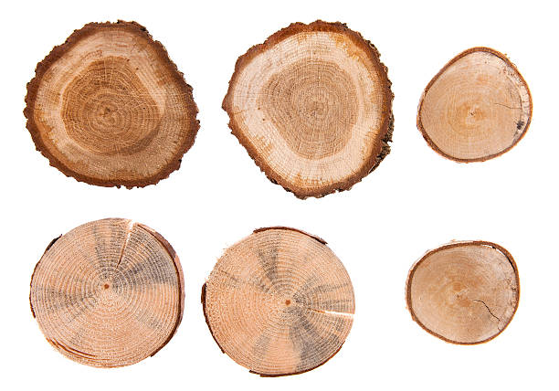 istock Wood cross sections in six pieces 186869895
