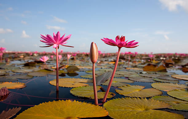 Red water lilies in a lake. Red water lilies in a lake at Thale Noi, Phattalung Province, Thailand. Shallow depth of field, focus through the flower head of the flower in the foreground.  phatthalung province stock pictures, royalty-free photos & images