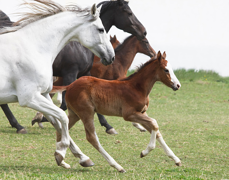 Mares and newborn foals galloping on a spring meadow. Canon Eos 1D MarkIII.