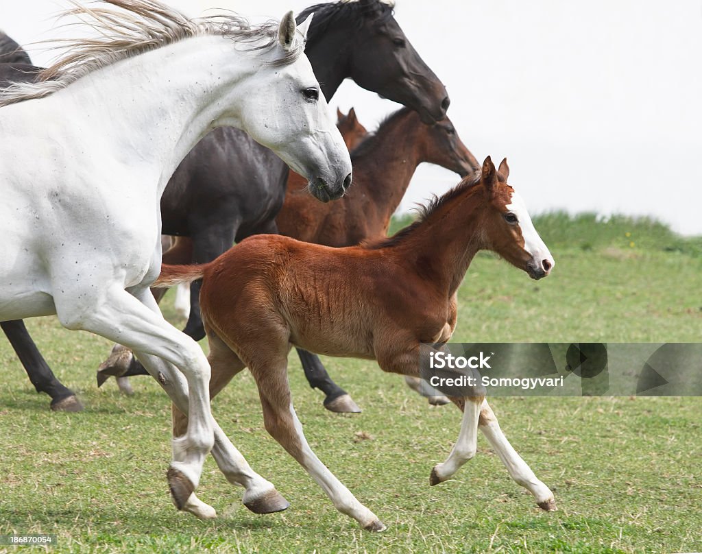 A group of galloping horses in an open field Mares and newborn foals galloping on a spring meadow. Canon Eos 1D MarkIII. Foal - Young Animal Stock Photo