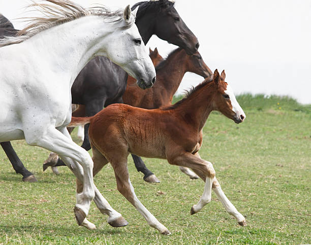 A group of galloping horses in an open field Mares and newborn foals galloping on a spring meadow. Canon Eos 1D MarkIII. filly stock pictures, royalty-free photos & images