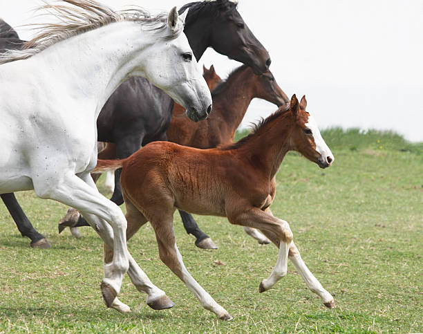 a group of galloping horses in an open field - genç kısrak stok fotoğraflar ve resimler