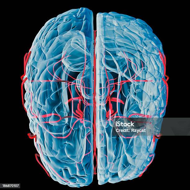 Foto de Cérebro Com Bloodvessels Raiox Superior e mais fotos de stock de Vaso sanguíneo - Vaso sanguíneo, Anatomia, Aorta