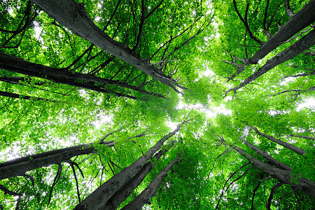 istock Lush Green Forest of Tall Lime Trees, low angle shot 186870137