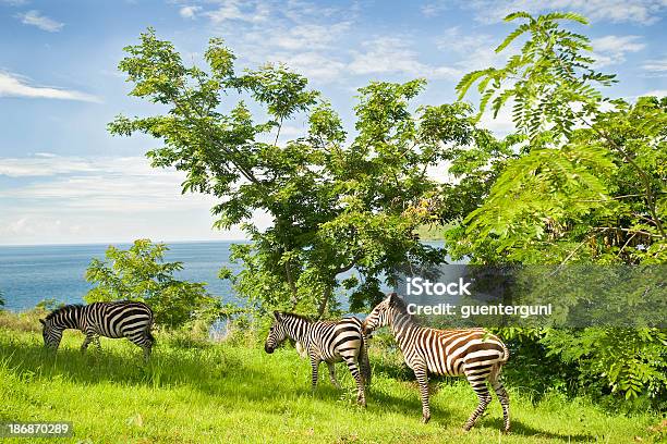 Garden Eden Zebras At The Shore Of Lake Tanganyika Stock Photo - Download Image Now