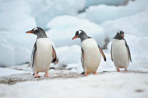 Gentoo penguins standing in a snowy weather