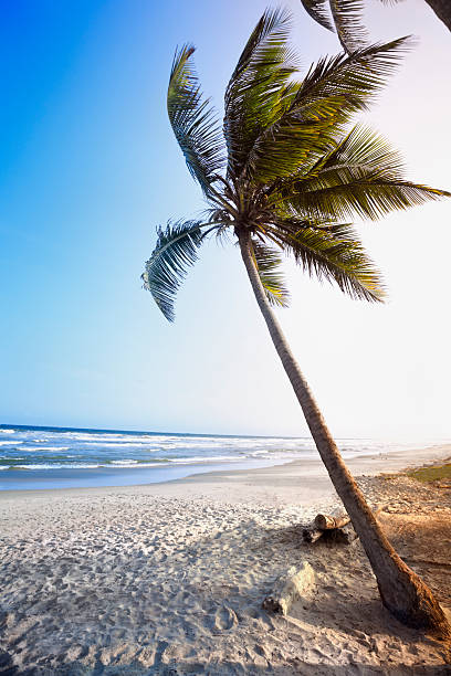 istock Tropical beach in with coconut trees 186870460