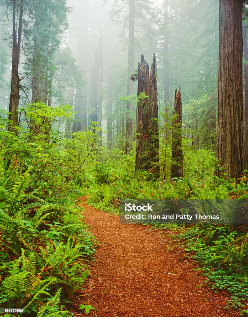 Del Norte Coast Redwoods St. Park - Lizenzfrei Nationalpark Redwood Stock-Foto