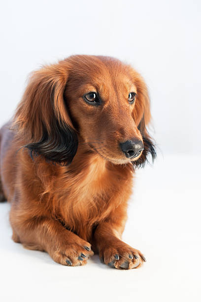 Attentive Young dog stock photo