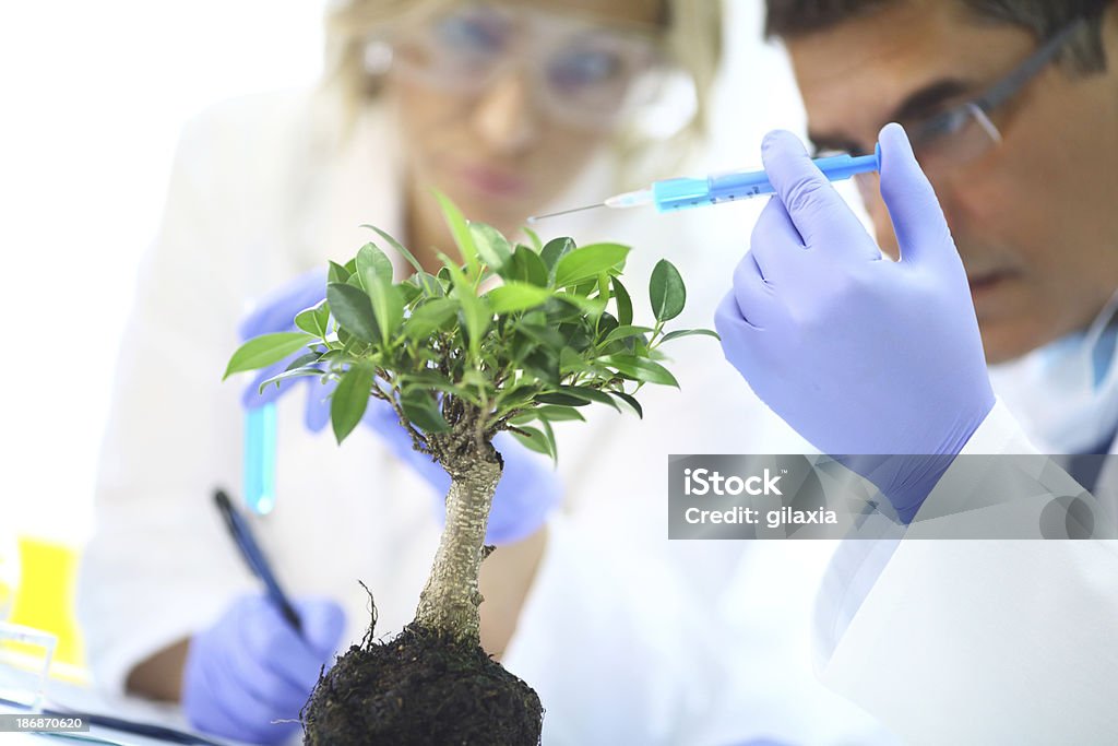 Wissenschaftler, die Experimente mit einer Pflanze. - Lizenzfrei Auftragen Stock-Foto