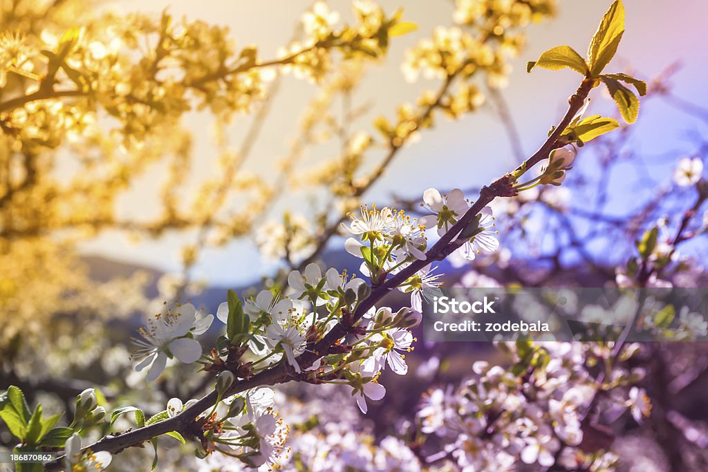 개화 과수원 나무를 연두빛 - 로열티 프리 전원 장면 스톡 사진