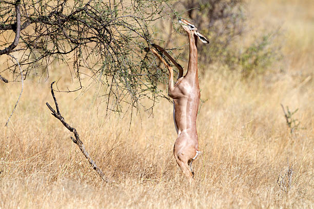 Gerenuk antelope feeding, Samburu National Park, Kenya stock photo