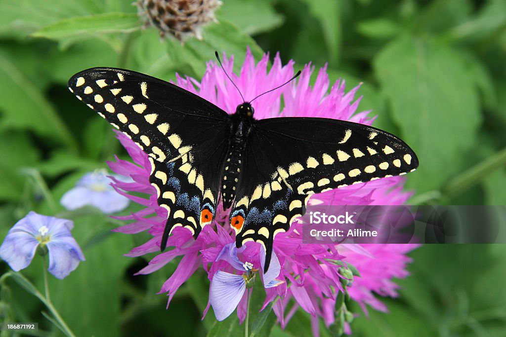 Papilio noir - Photo de Aile d'animal libre de droits