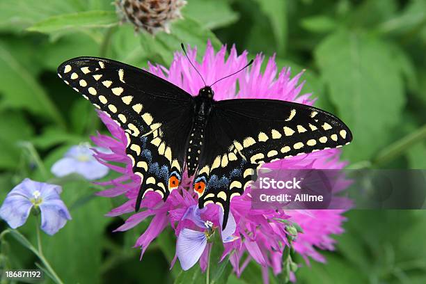 Photo libre de droit de Papilio Noir banque d'images et plus d'images libres de droit de Aile d'animal - Aile d'animal, Couleur noire, Faune