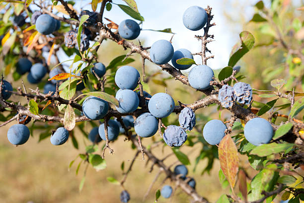 Blue blackthorn berries Wild blackthorn berries. Prunus spinosa acrid taste stock pictures, royalty-free photos & images