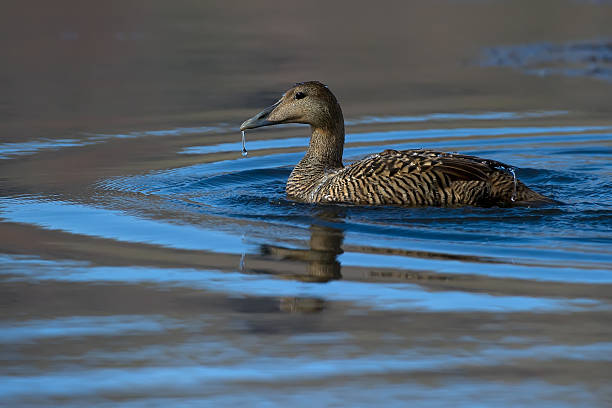 Eider à duvet - Photo