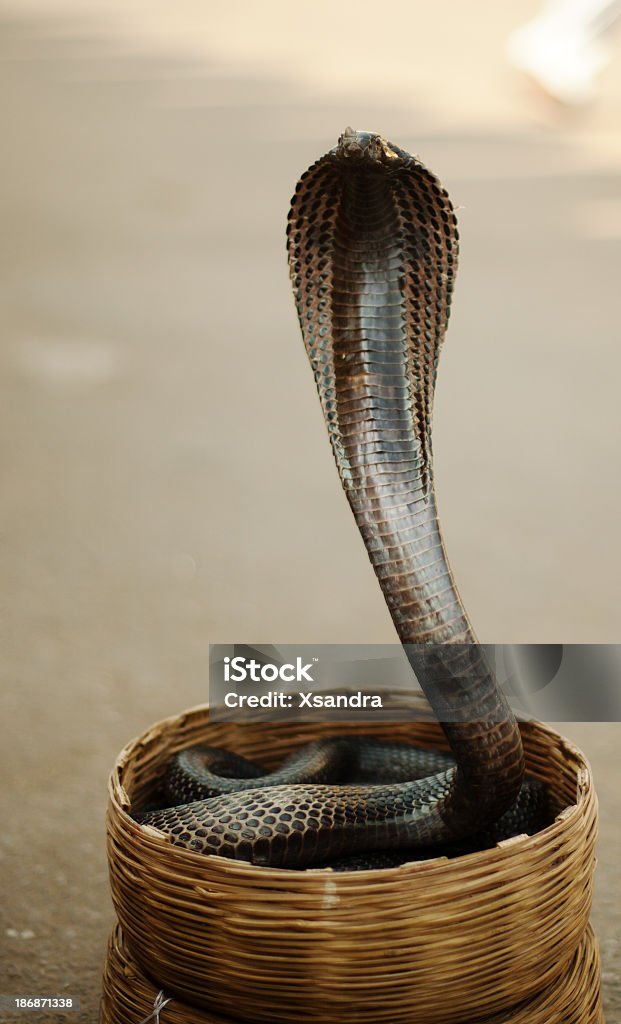 Incantatore di serpenti di cobra - Foto stock royalty-free di Canino - Denti di animale