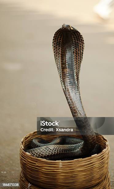 Incantatore Di Serpenti Di Cobra - Fotografie stock e altre immagini di Canino - Denti di animale - Canino - Denti di animale, Cobra, Allerta