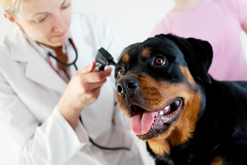 Female Veterinarian Doctor Doing An Ear Exam of young female Rottweiler Dog, selective focus to Dog