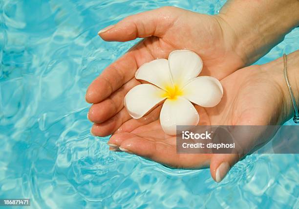 Duftende Schönheit Stockfoto und mehr Bilder von Menschliche Hand - Menschliche Hand, Frangipani, Blume