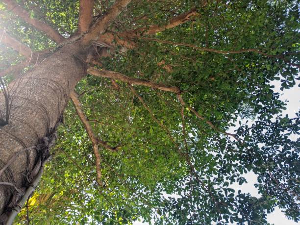 istock a beautiful tree with dense branches and twigs and lush leaves 1868714971