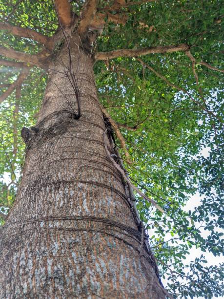 istock a beautiful tree with dense branches and twigs and lush leaves 1868715108